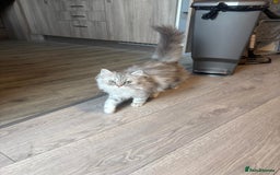Persian cats for sale: Persian chinchilla kitten - Image 5
