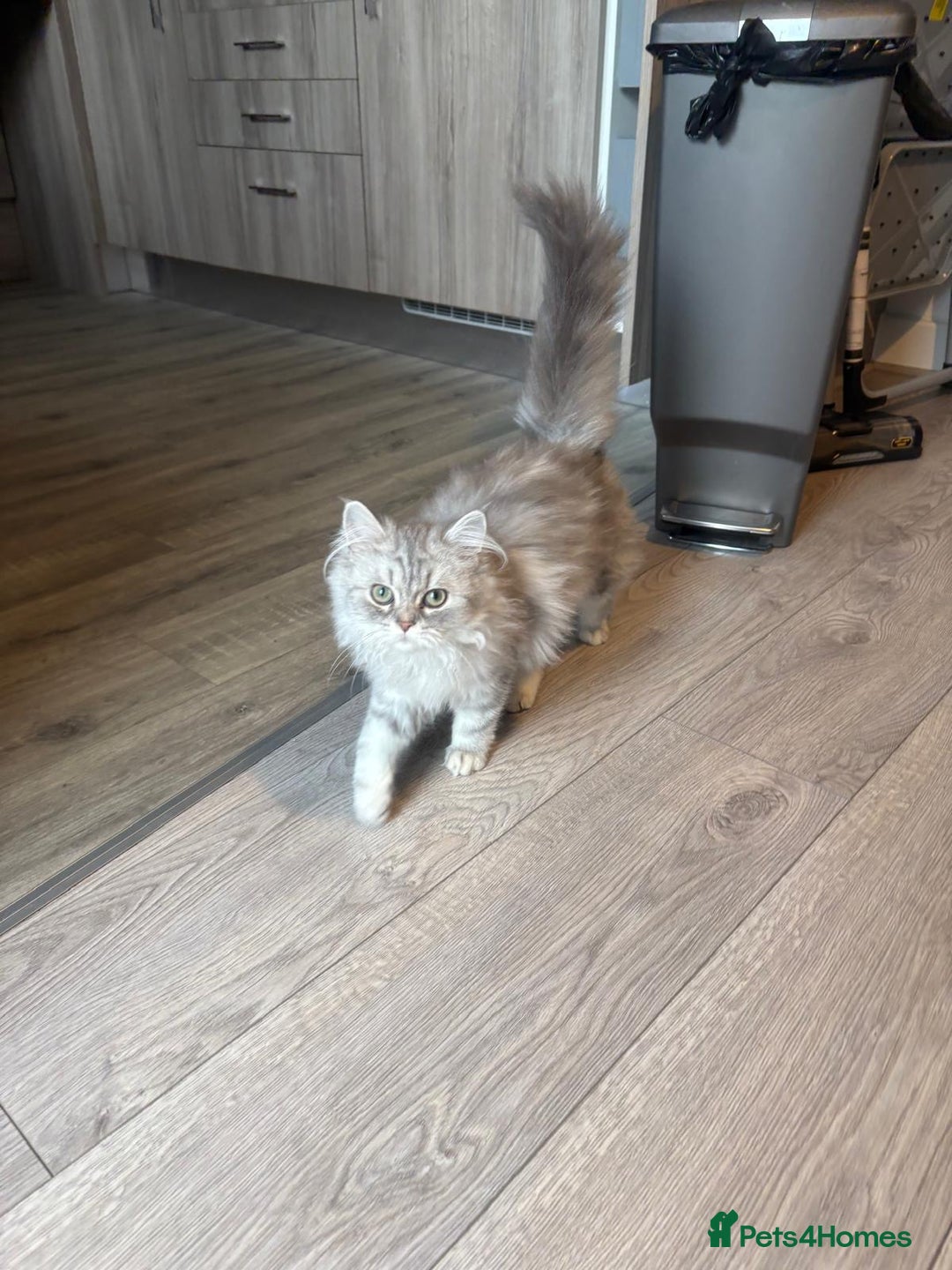 Persian cats for sale: Persian chinchilla kitten - Image 5