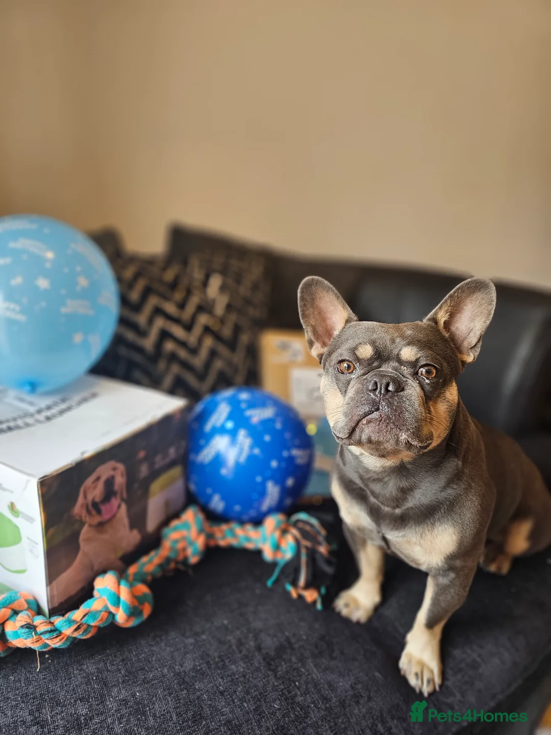 French Bulldog dogs for stud: Blue& Tan 3 year old male French bulldog  - Advert 5
