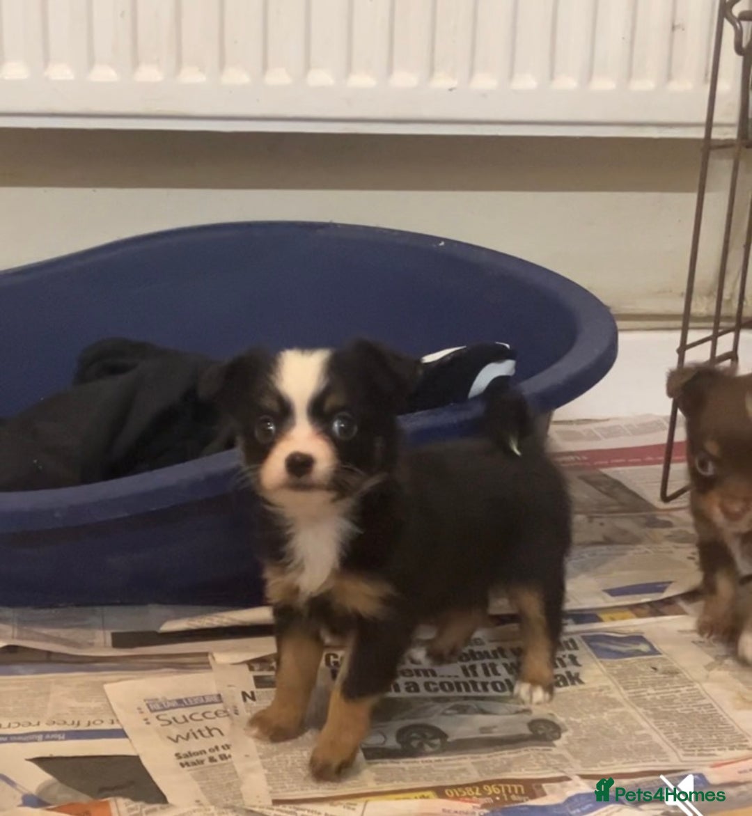 Chihuahua dogs for sale: Chihuahua puppies ready now - Advert 3