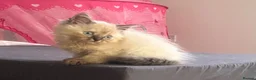 Mixed Breed cats for sale: Gorgeous grey fluffy kittens  - Advert 2