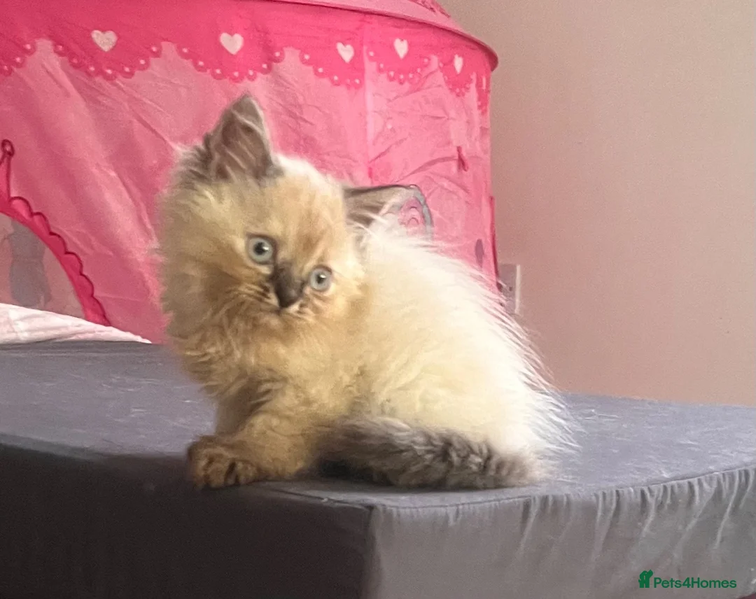 Mixed Breed cats for sale: Gorgeous grey fluffy kittens  - Advert 2