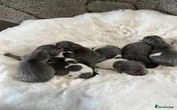 Miniature Dachshund dogs for sale: Mini Miniture dachound  - Image 8
