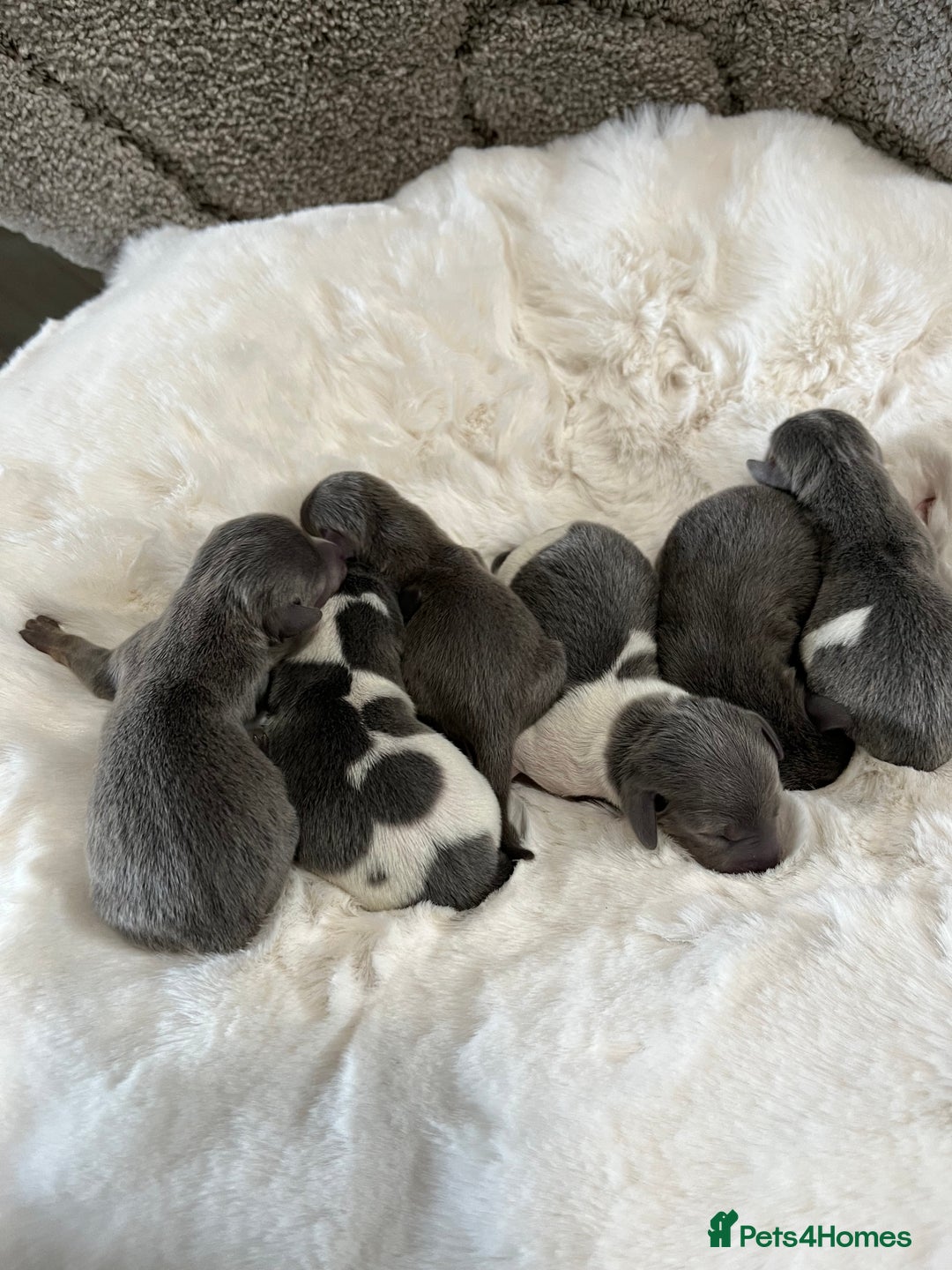 Miniature Dachshund dogs for sale: Mini Miniture dachound  - Image 8