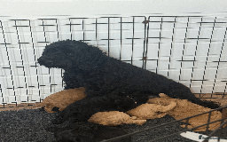 Cockapoo dogs for sale: Stunning F1B Cockapoo puppies - Image 2