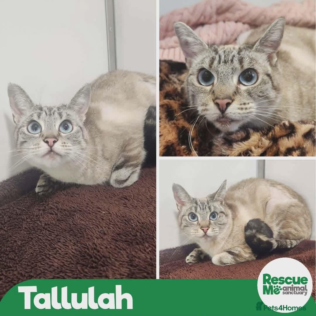 Mixed Breed cats Tallulah - indoor home  - Advert 1