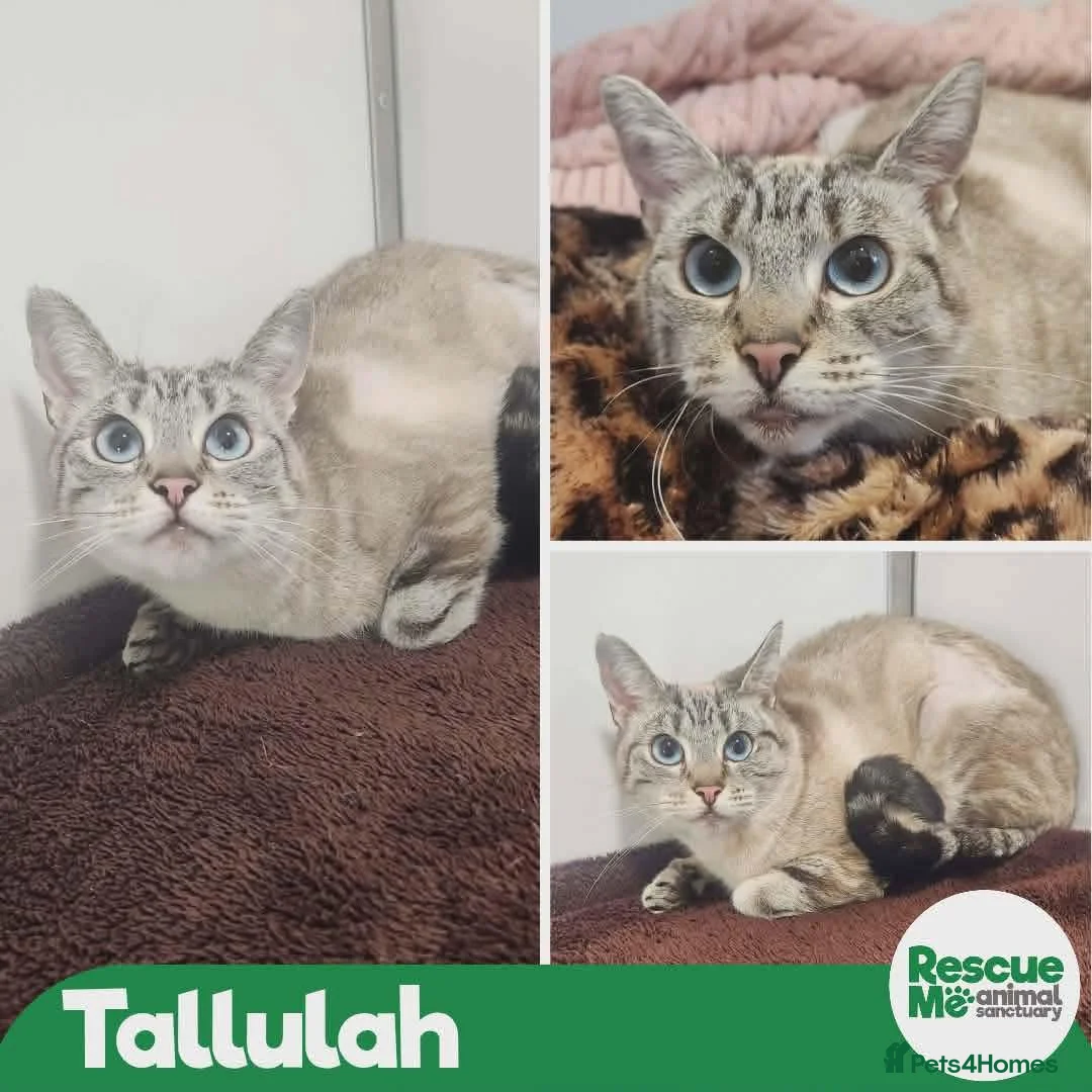 Mixed Breed cats for adoption: Tallulah - indoor home  - Advert 1