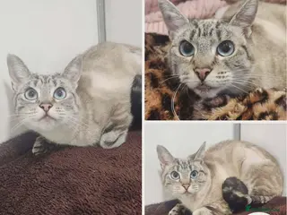 Mixed Breed cats Tallulah - indoor home - Advert 1