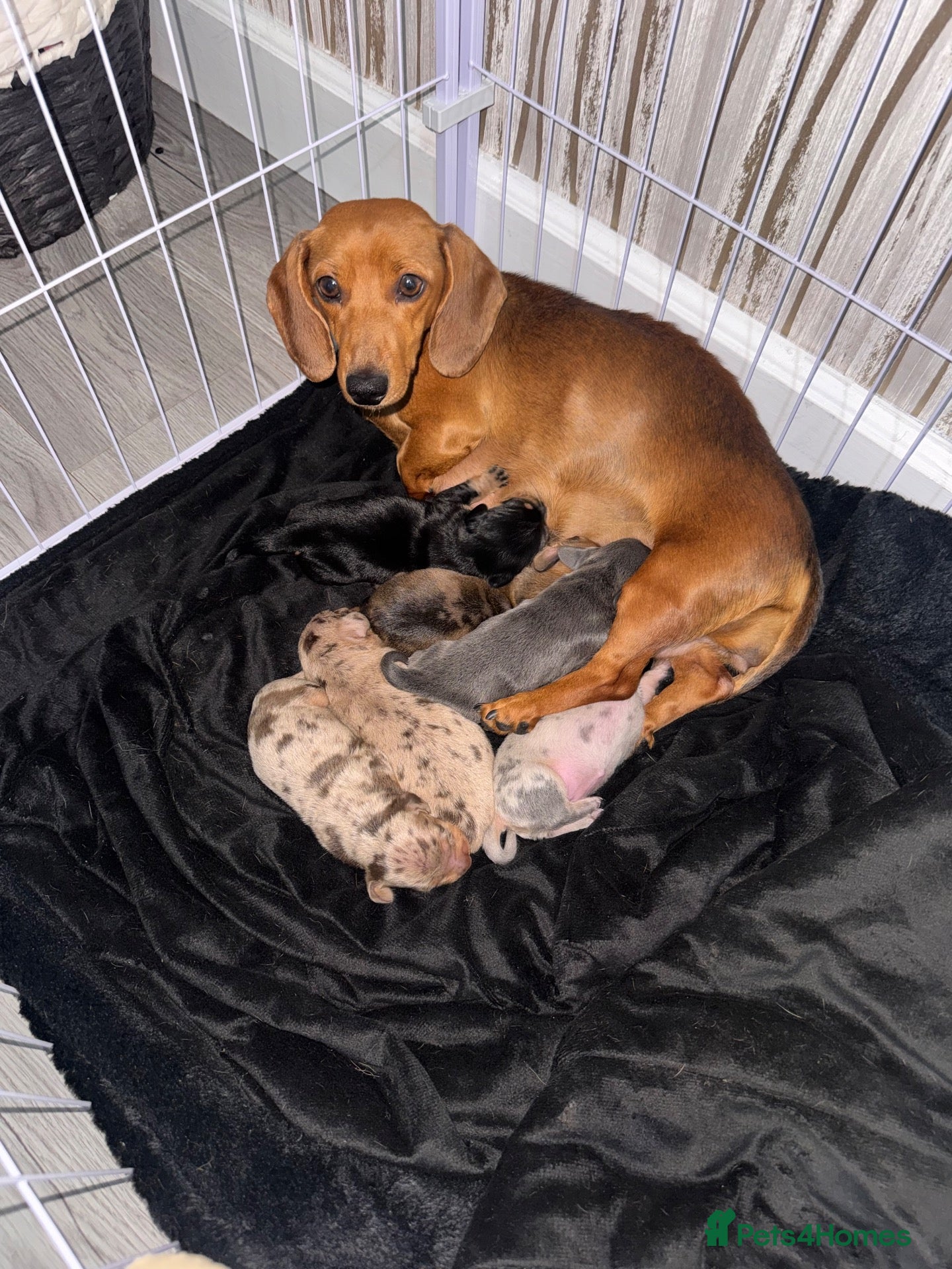 Dachshund dogs Here we have a beautiful litter of 6 puppies  - Advert 1