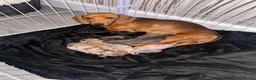 Dachshund dogs for sale: Here we have a beautiful litter of 6 puppies  in Walsall - Advert 1