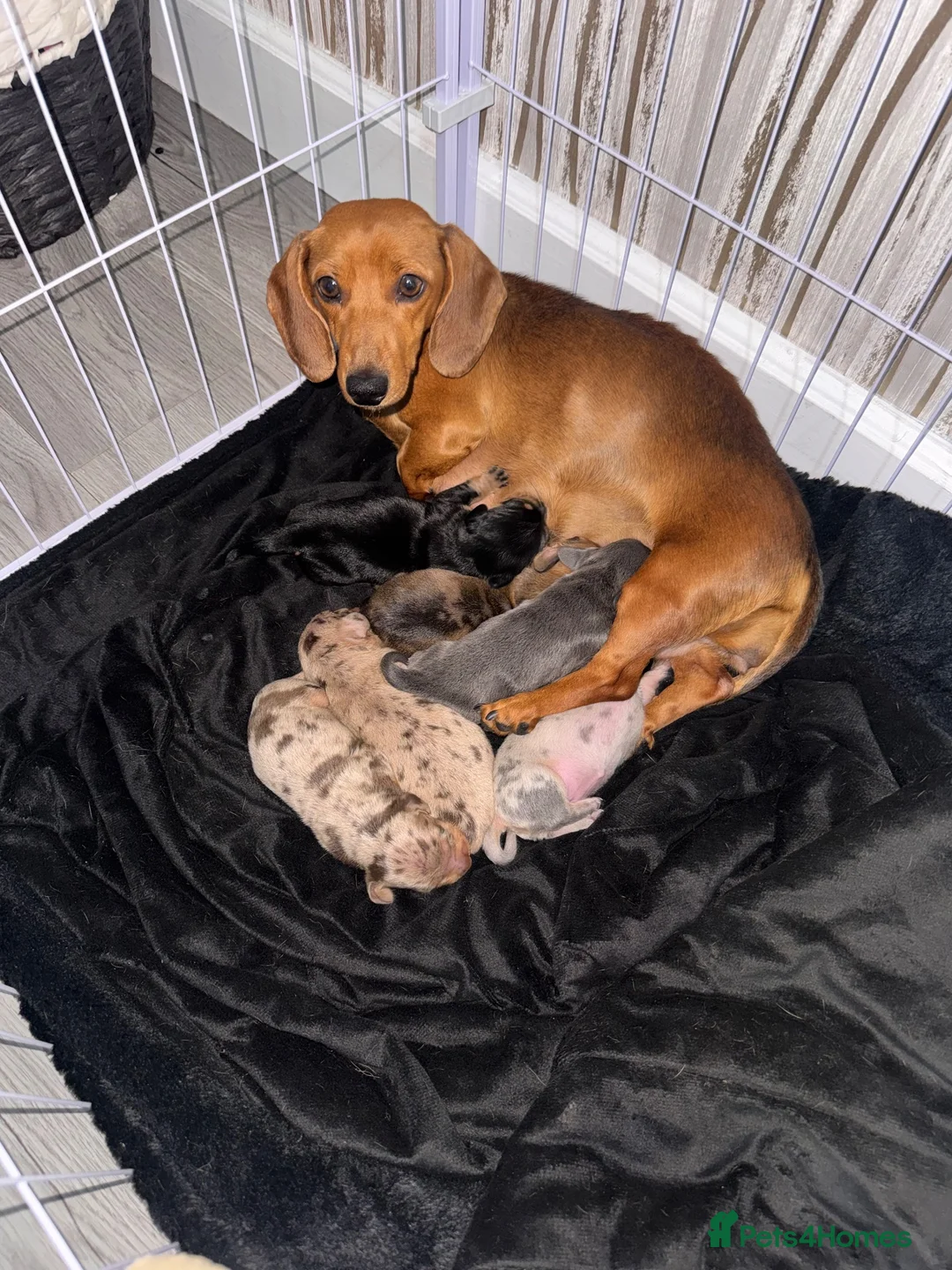 Dachshund dogs for sale: Here we have a beautiful litter of 6 puppies  in Walsall - Advert 1