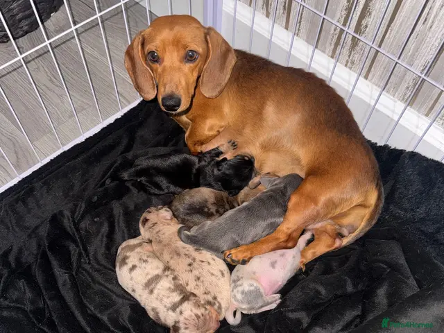 Dachshund dogs for sale: 6 miniature beautiful miniature dachshund puppies - Advert 1