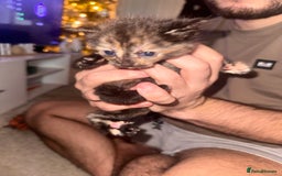 Mixed Breed cats for sale: Mixed breed kittens  - Image 10