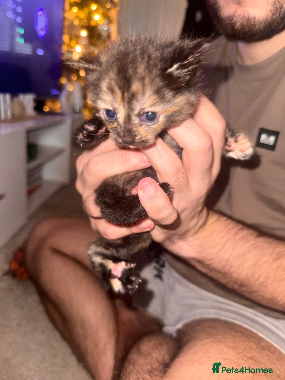 Mixed Breed cats for sale: Mixed breed kittens  - Image 10