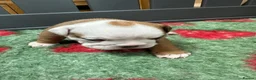 English Bulldog dogs for sale: Stunning litter of kc reg English bulldog puppies  - Advert 8