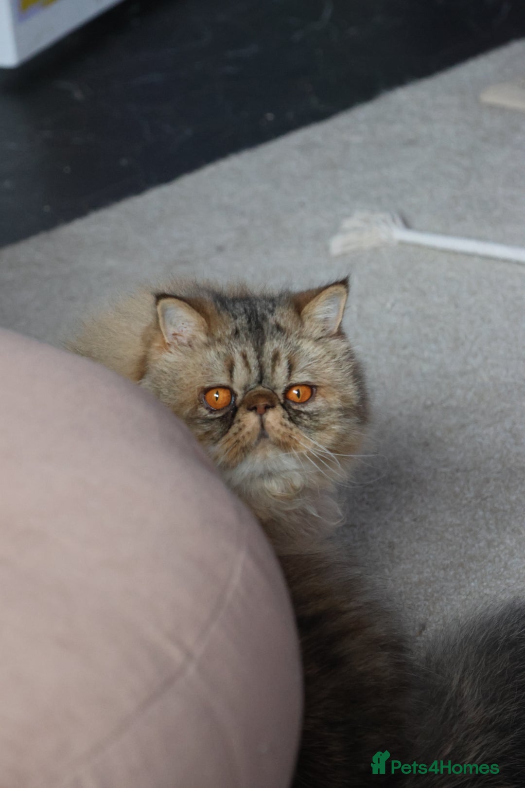 Persian cats for sale: Eric & Mickey - Advert 9