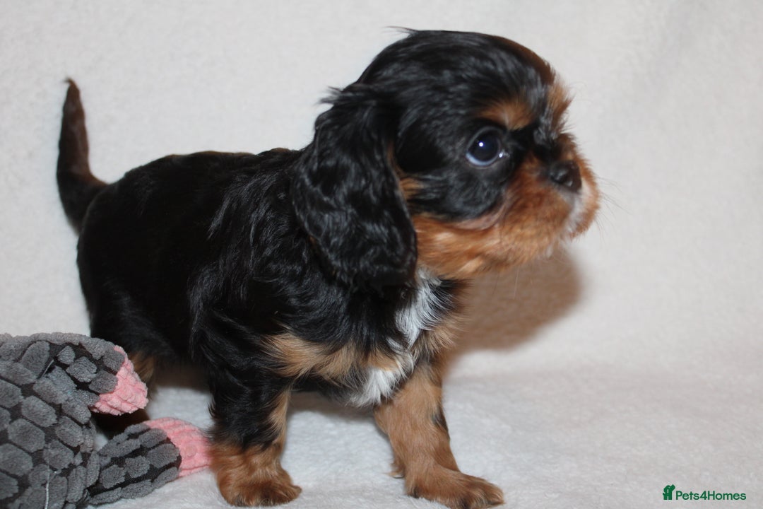 Cavalier King Charles Spaniel dogs for sale: Gorgeous Cavalier King Charles Spaniel puppies - Image 8