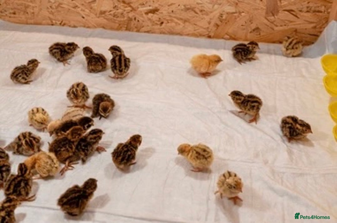 Quail poultry for sale: Japanese Quail Chicks - Image 2