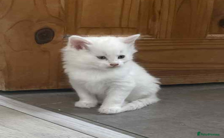 Turkish Angora cats - Advert 14