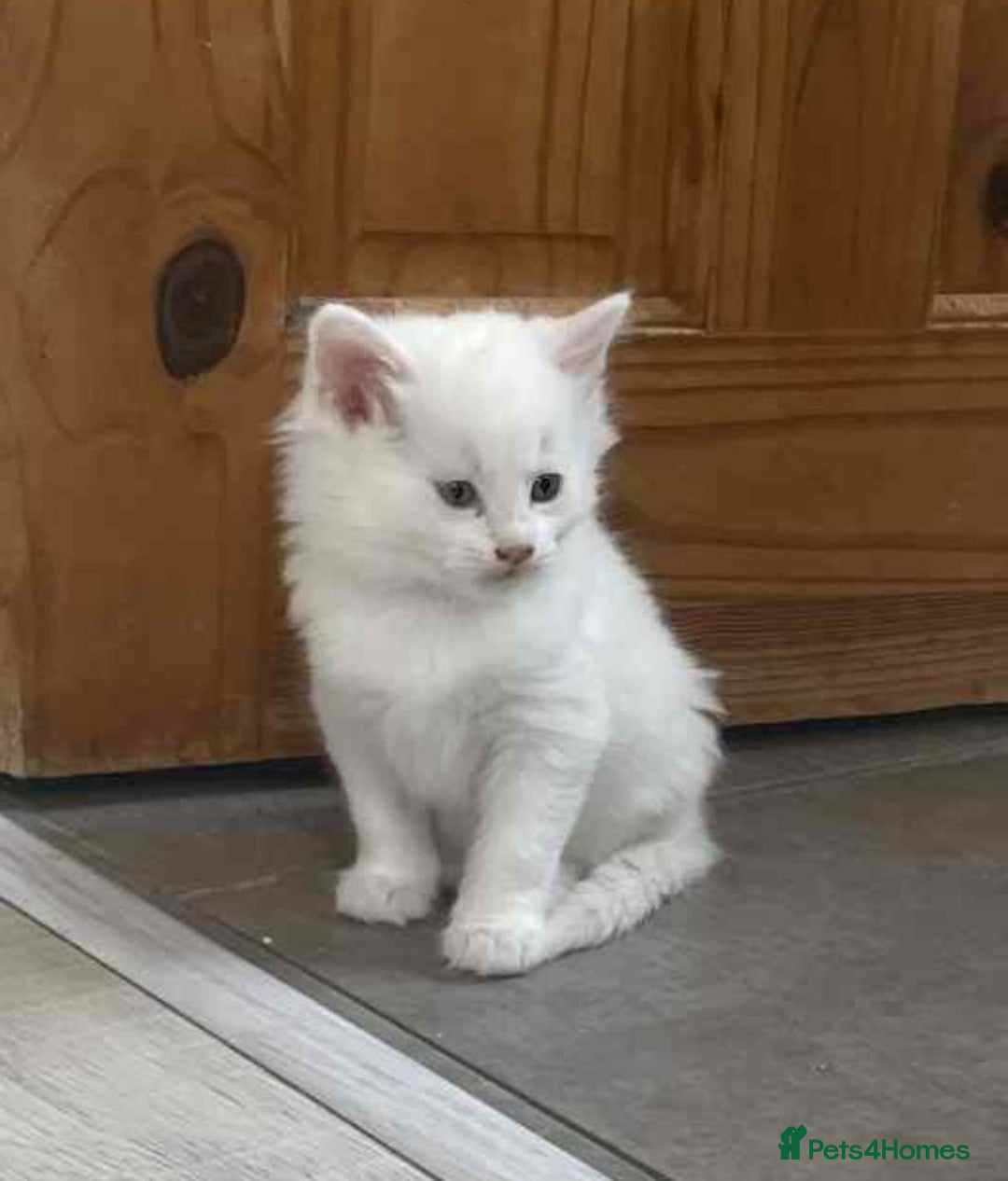 Turkish Angora cats for sale: Turkish Angora kittens - Image 1