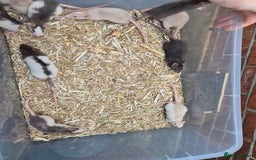Rat rodents for sale: Male and female rats  - Advert 3