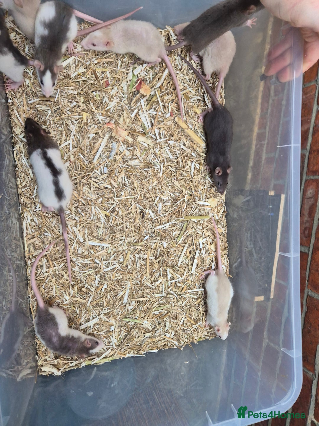 Rat rodents for sale: Male and female rats  - Advert 3