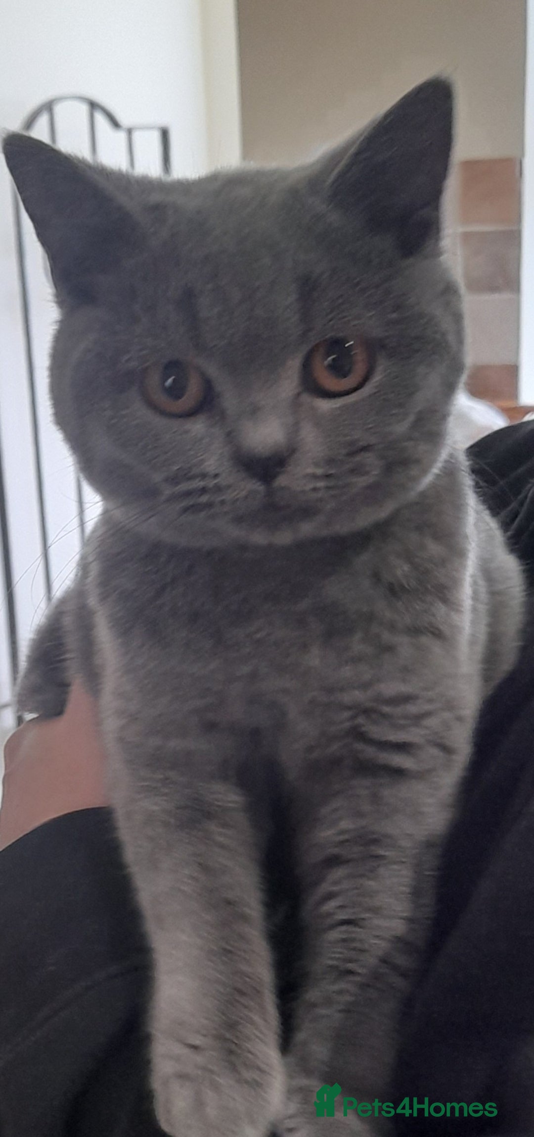 British Shorthair cats for sale: BEAUTIFUL PEDIGREE BRITISH SHORT-HAIRED KITTENS  - Advert 6