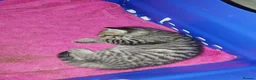 British Shorthair cats for sale: Tabby british shorthair kittens - Advert 20