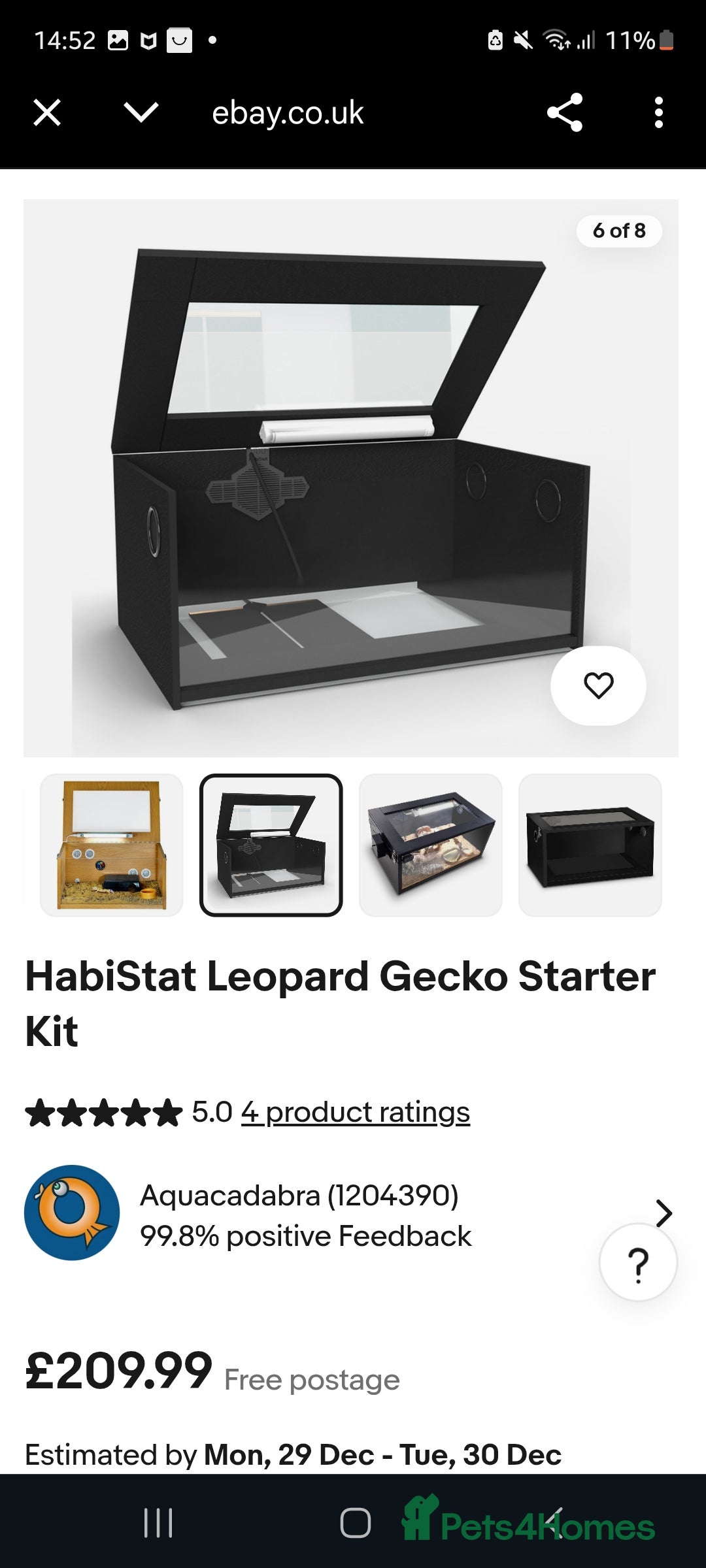 Frog reptiles for sale: Female pacman frog  - Advert 3