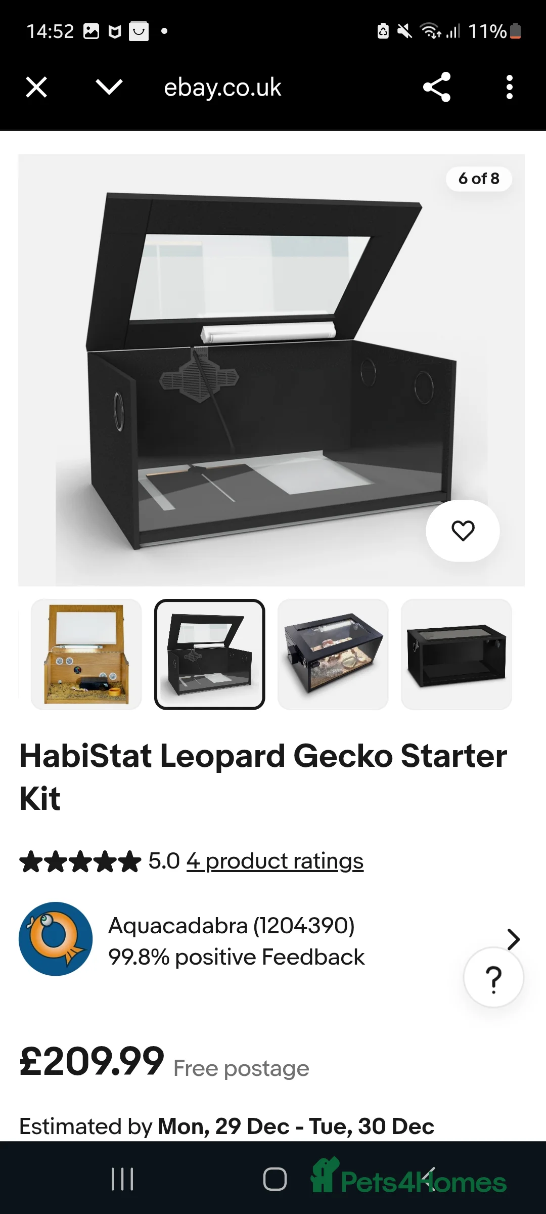 Frog reptiles for sale: Female pacman frog  - Advert 4