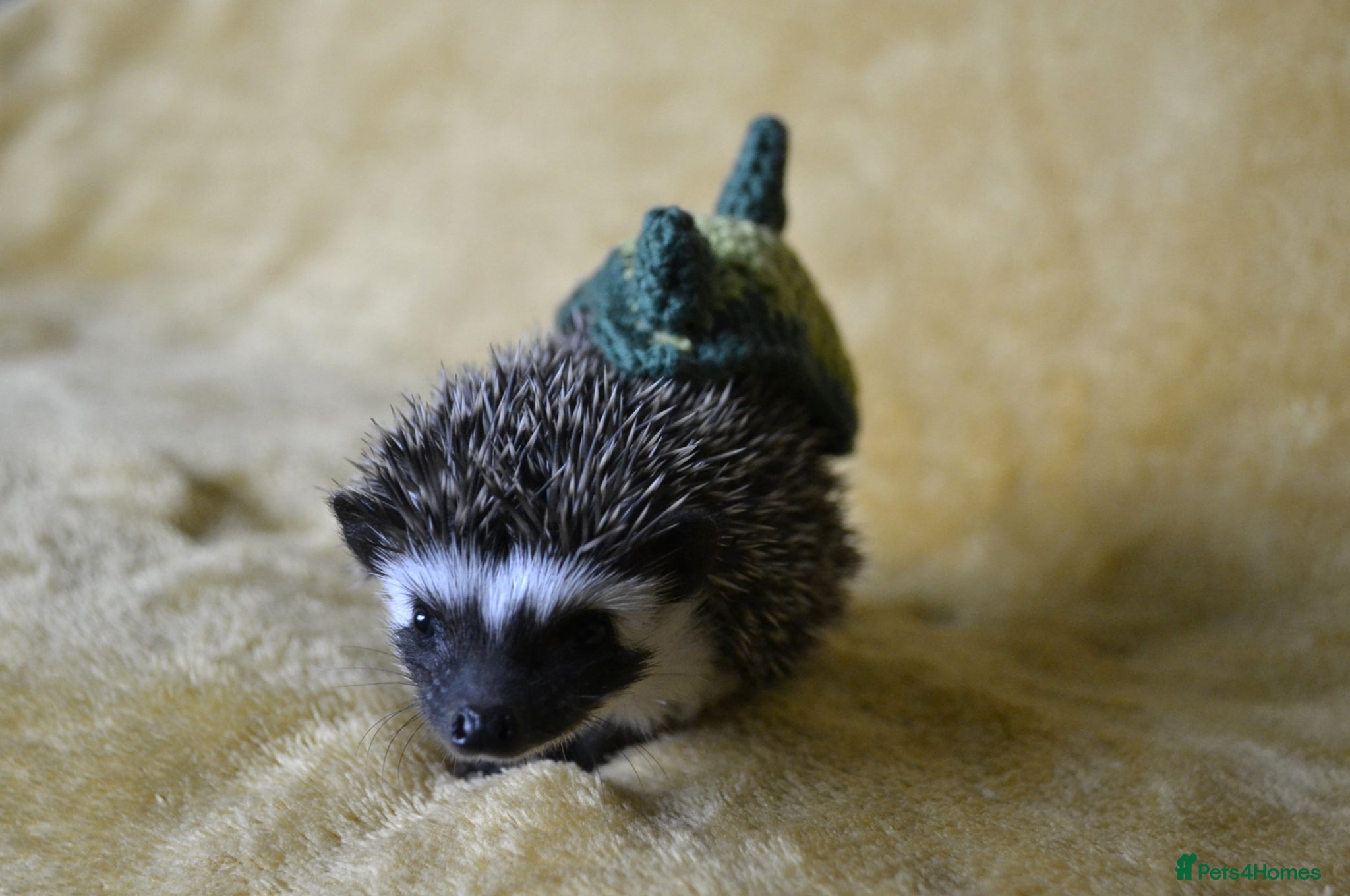 Pygmy Hedgehog rodents Pygmy hedgehogs, 1 boy left - Advert 1