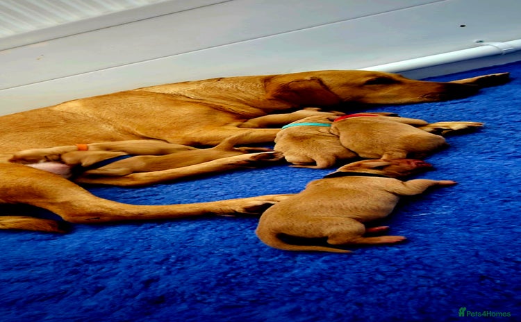 Labrador Retriever dogs - Advert 13