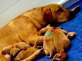 Labrador Retriever dogs - Advert 22