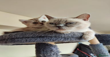 British Shorthair cats - Advert 15