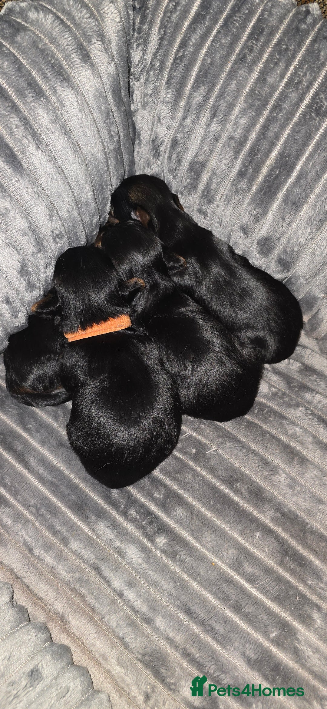 Yorkshire Terrier dogs for sale: Miniature Yorkshire Terrier  - Advert 6