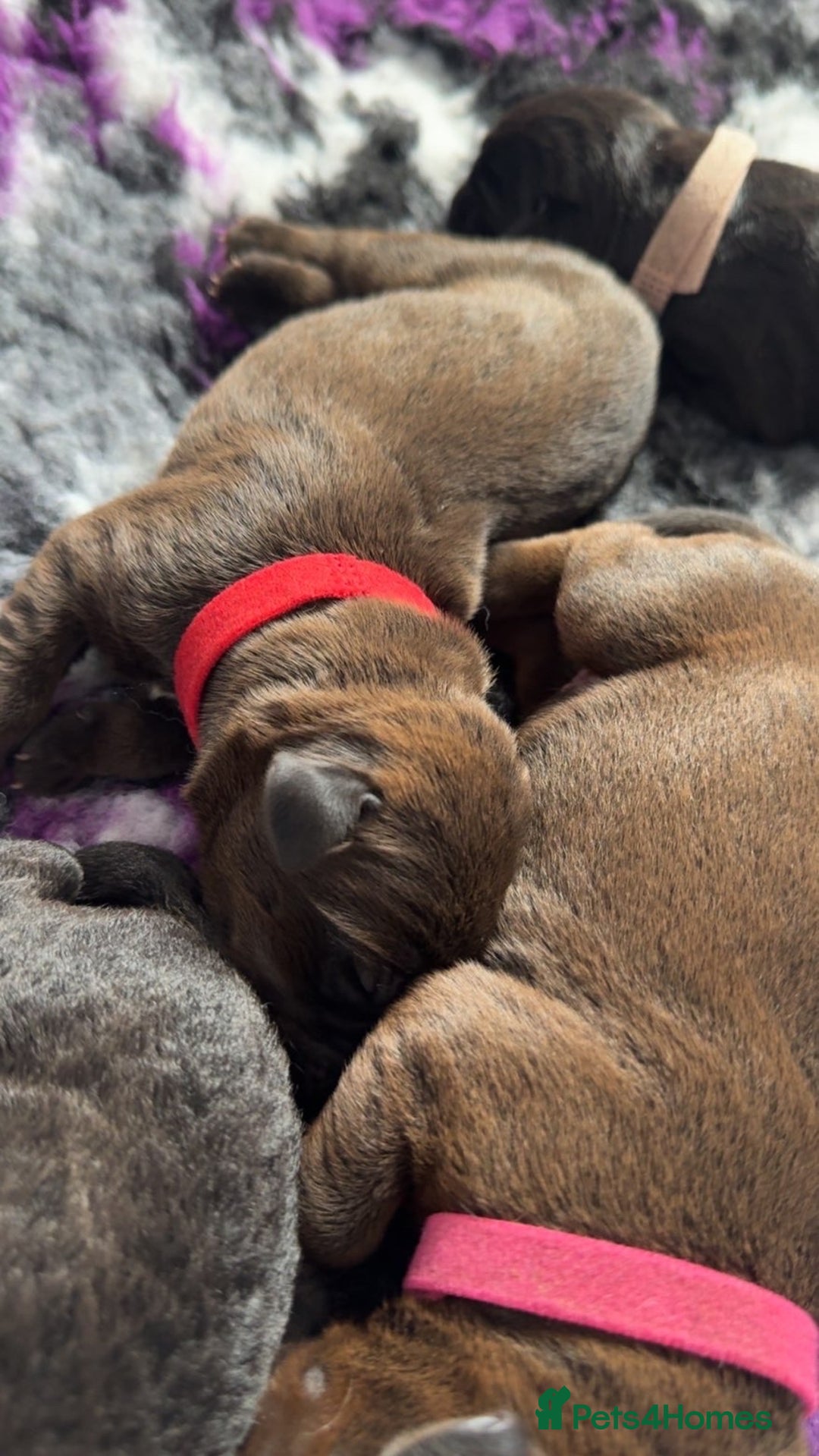 Labrador Retriever dogs for sale: Beautiful littler of 6 labs  - Image 8