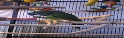 Parrots birds for sale: Male Amazon Parrot - Advert 3