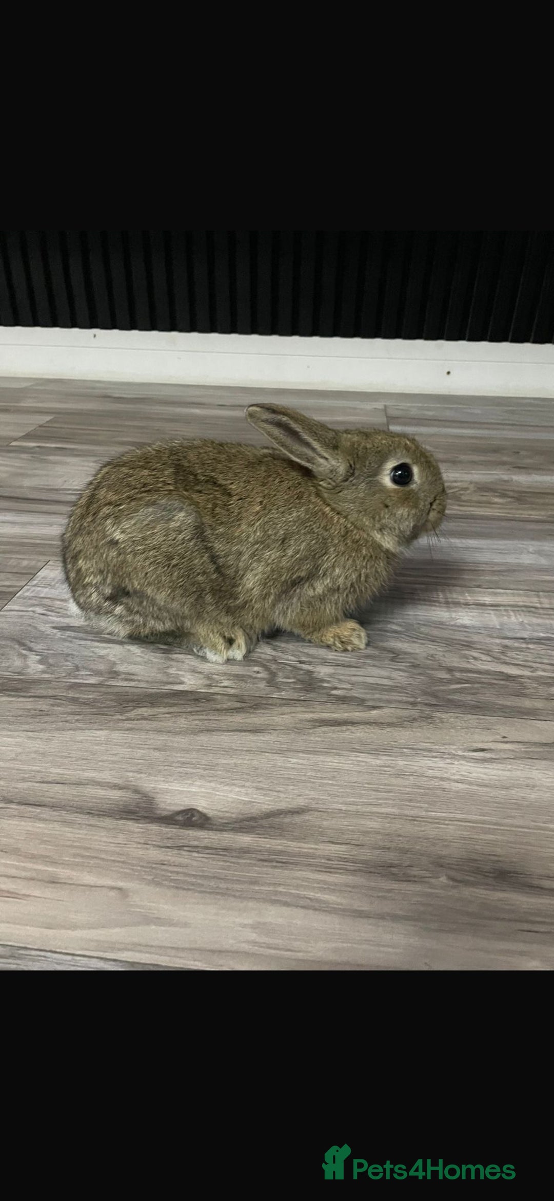 Mixed Breed rabbits for sale: Mixed breed little bunny - Advert 3