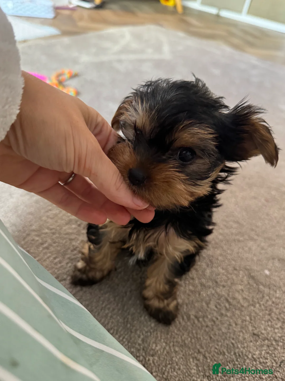 Yorkshire Terrier dogs for sale: Yorkie puppy - 6 months old  - Advert 3