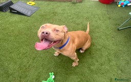 American Bulldog dogs for sale: American bully male - Image 1