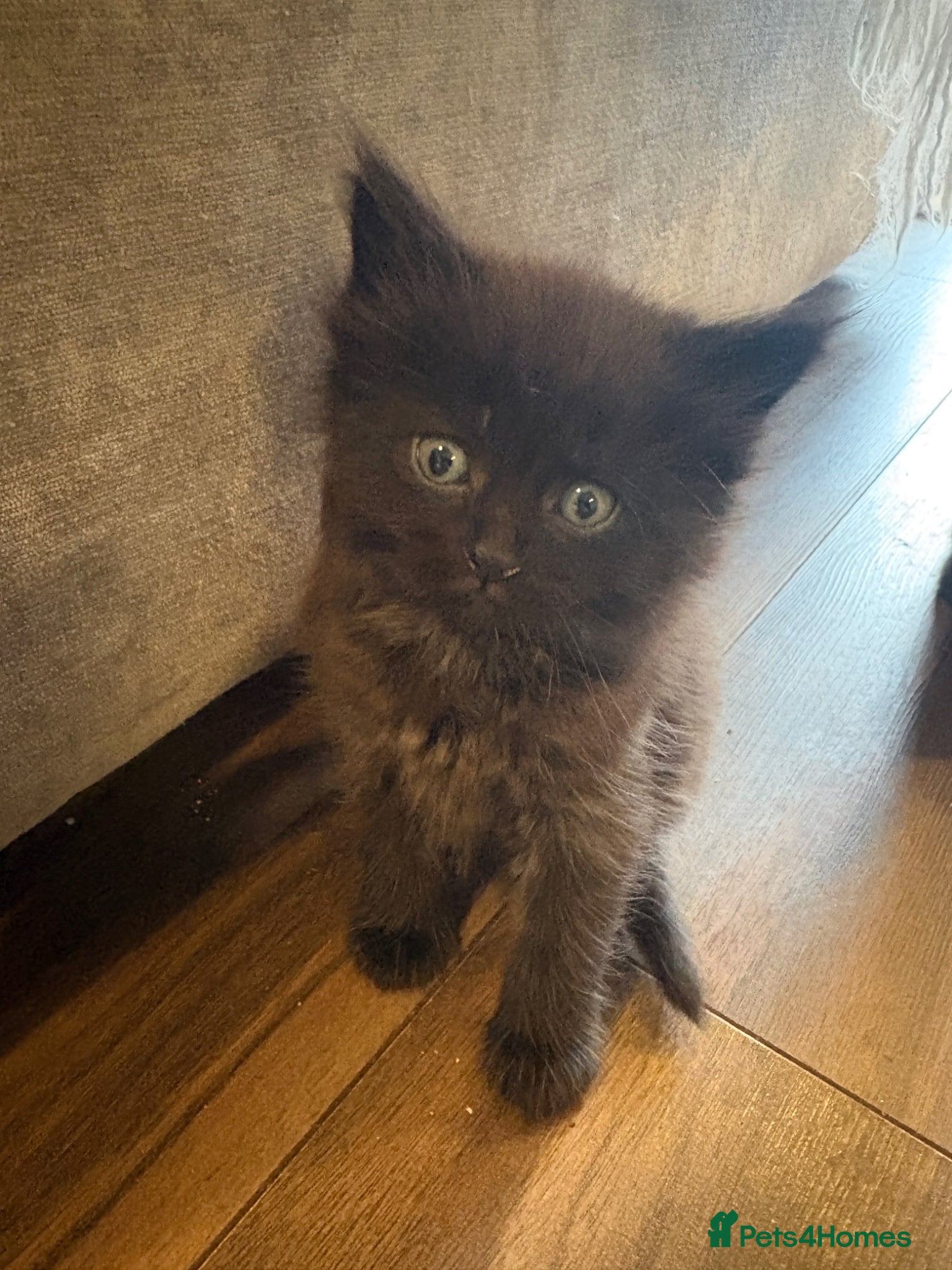 Mixed Breed cats for sale: Beautiful Kittens For Sale - Advert 6