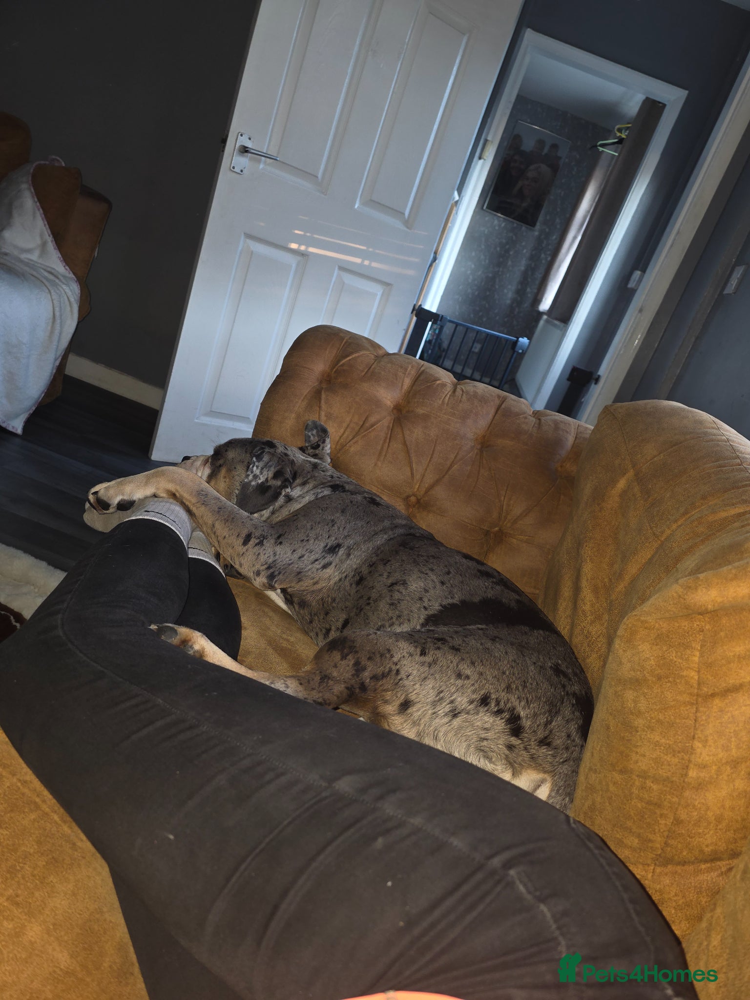 Old Tyme Bulldog dogs for sale: Female old tyme bulldog  - Advert 6