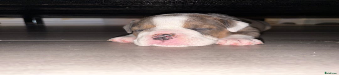 English Bulldog Lottie 