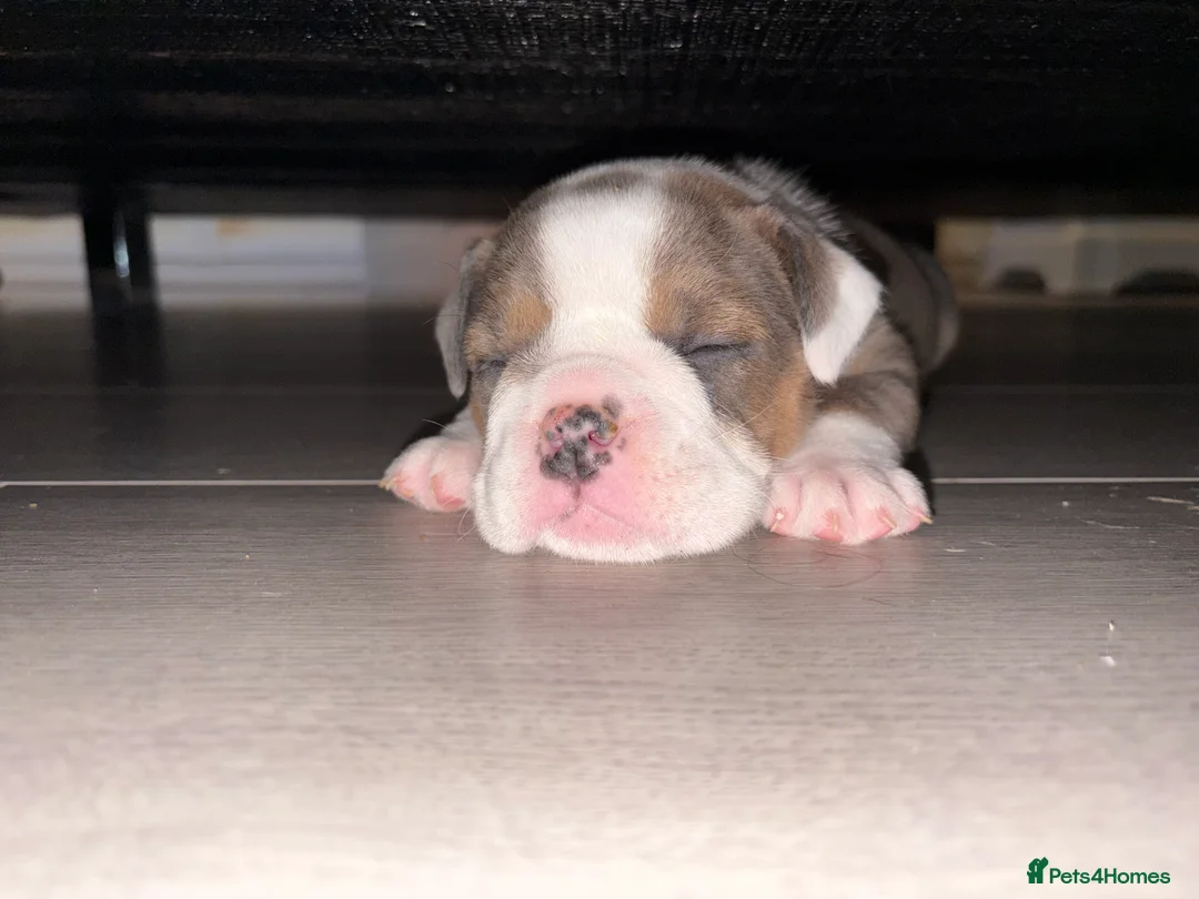 English Bulldog dogs for sale: Gorgeous English bulldog puppy NEBBR REGISTERD - Advert 7