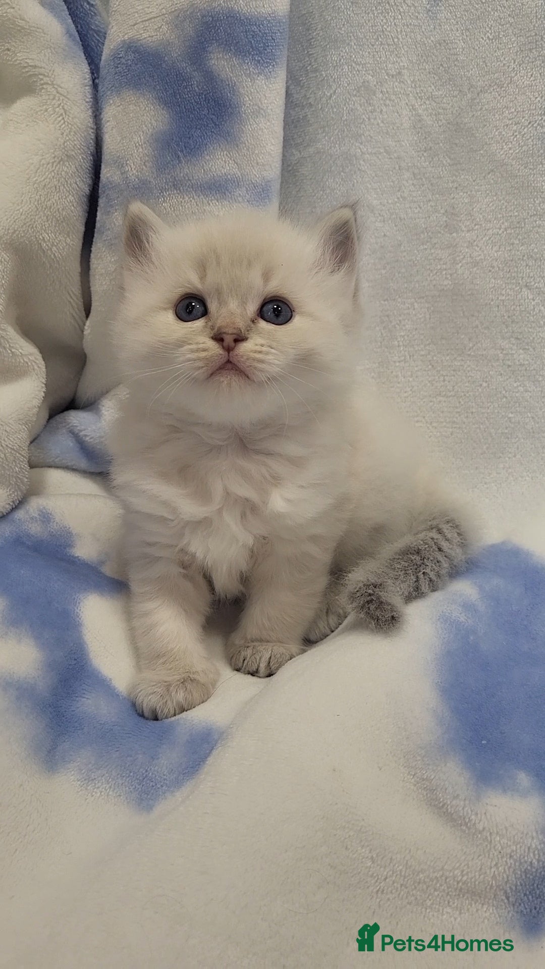 Ragdoll cats for sale: GCCF registered Males - Advert 14