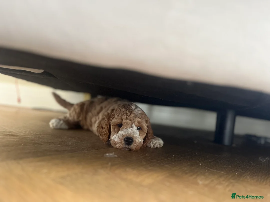 Cockapoo dogs for stud: STUD - F1 Red and white Cockapoo - Health Clear in York - Advert 25