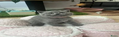 British Shorthair 3