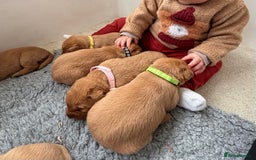 Labrador Retriever dogs for sale: Beautiful KC Fox Red Labrador Puppies - Image 16