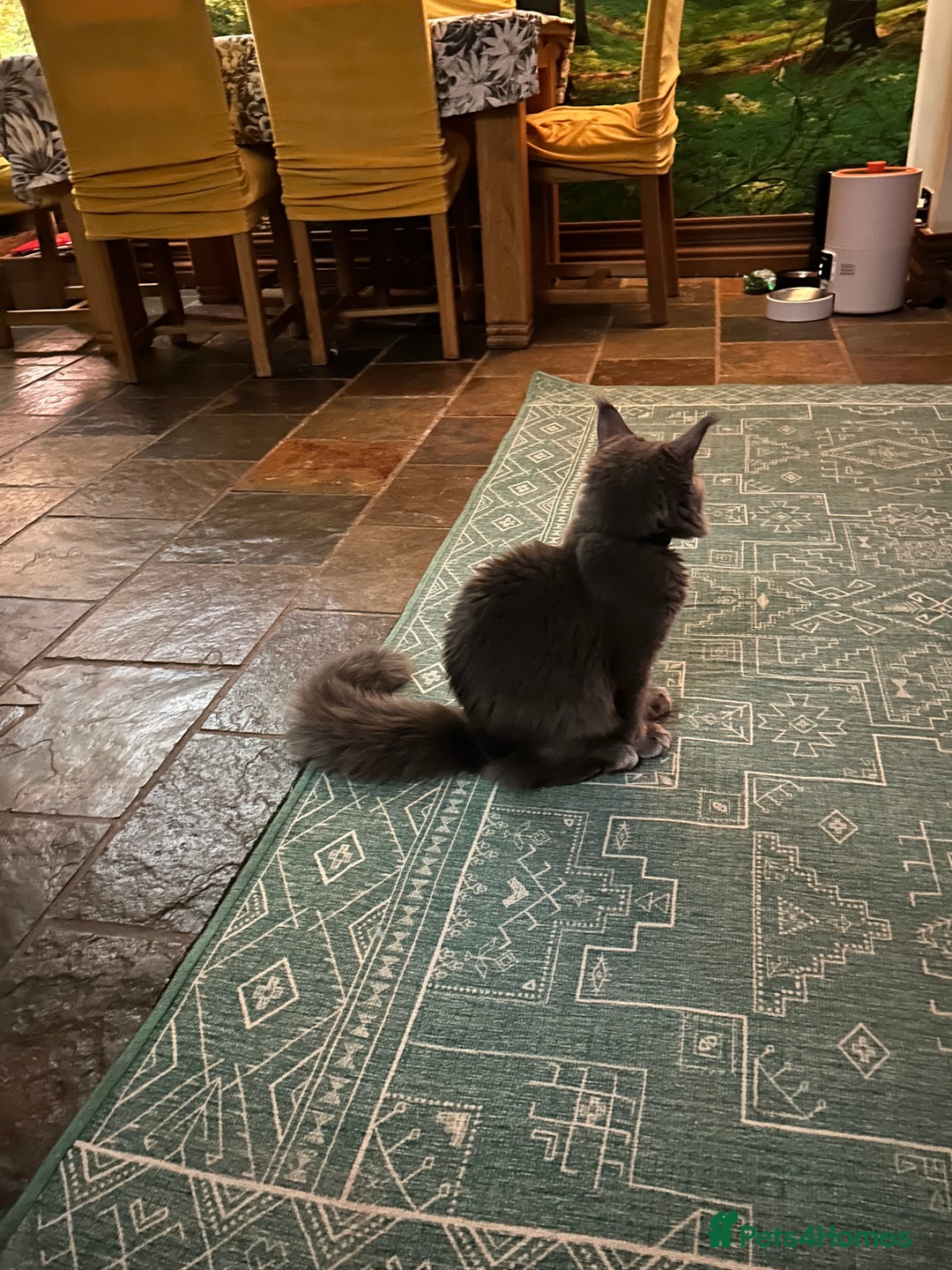 Maine Coon cats for sale: Gccf MaineCoon Kitten Exceptional Russian Lines 🌟 - Advert 8