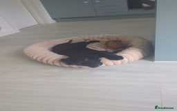 Cocker Spaniel dogs for sale: 12 Week old Cocker Spaniel  - Image 2